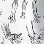 Рука Анатомия Рисунок