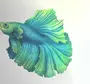 Рыбка петушок рисунок