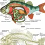 Строение Рыбы Рисунок