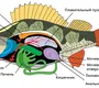 Строение Рыбы Рисунок