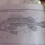 Строение рыбы рисунок