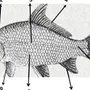 Строение рыбы рисунок