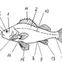 Строение Рыбы Рисунок