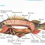 Строение рыбы рисунок