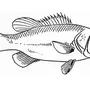 Рисунок Рыбки Для Раскрашивания