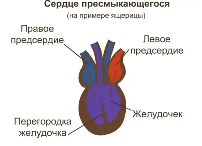 Сердце земноводных рисунок