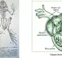 Сердце земноводных рисунок