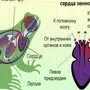 Сердце Земноводных Рисунок