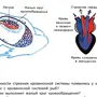 Сердце земноводных рисунок