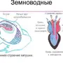 Сердце земноводных рисунок