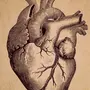 Сердце Рисунок