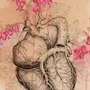 Сердце Рисунок Анатомия