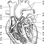 Сердце Рисунок Анатомия