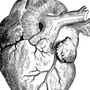 Сердце Рисунок Анатомия