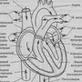 Сердце рисунок биология