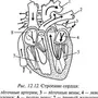 Сердце рисунок биология