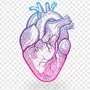 Сердце Рисунок Биология