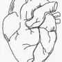 Как нарисовать сердце человека