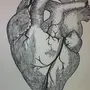 Как нарисовать сердце человека