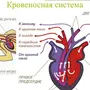 Сердце пресмыкающихся рисунок