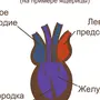 Сердце Пресмыкающихся Рисунок