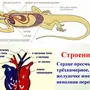 Сердце пресмыкающихся рисунок