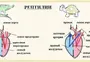 Сердце пресмыкающихся рисунок