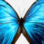 Синяя Бабочка Рисунок