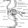 Рисунок Строения Скелета Голубя