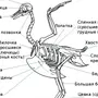 Рисунок Строения Скелета Голубя