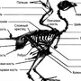 Рисунок Строения Скелета Голубя