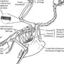 Рисунок Строения Скелета Голубя