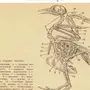 Рисунок строения скелета голубя