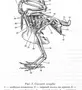 Рисунок строения скелета голубя