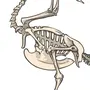 Рисунок строения скелета голубя