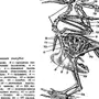 Рисунок Строения Скелета Голубя