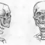 Скелет Рисунок Карандашом