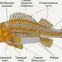 Скелет костной рыбы рисунок 7 класс