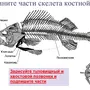 Скелет Костной Рыбы Рисунок 7 Класс