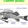 Скелет костной рыбы рисунок 7 класс