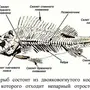 Скелет костной рыбы рисунок 7 класс