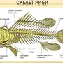 Скелет Костной Рыбы Рисунок 7 Класс