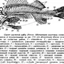 Скелет Костной Рыбы Рисунок 7 Класс