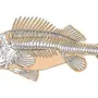 Скелет костной рыбы рисунок 7 класс