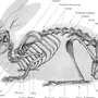 Череп Кролика Рисунок