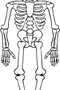 Скелет Рисунок