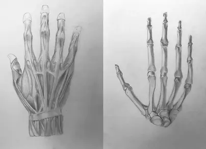 Рука скелета рисунок