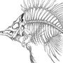 Скелет рыбы рисунок