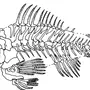 Скелет Рыбы Рисунок