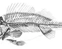 Скелет рыбы рисунок
